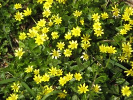 Celandines